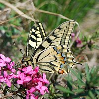 8 - Papilio Machaon sui fiori di Dafne